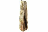Polished, Petrified Wood (Metasequoia) Stand Up - Oregon #185152-2